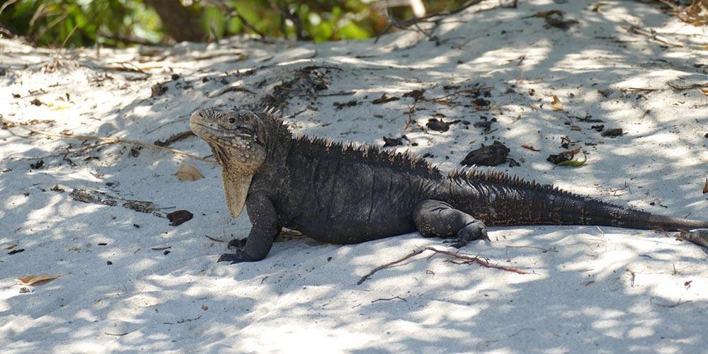 cayo iguana en trinidad 1 0017 layer 14