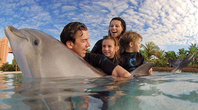 nadar con delfines