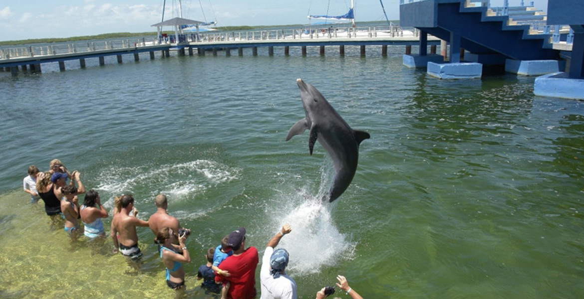 swimming with dolphins tour 894