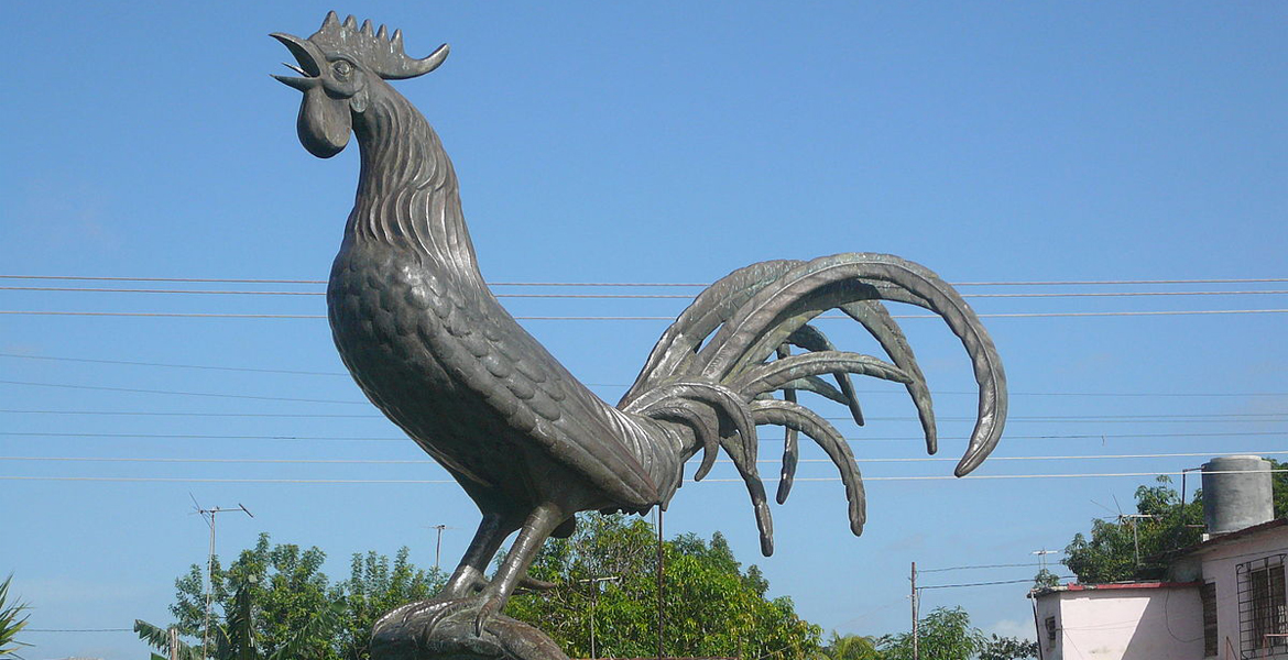 1200px gallo de moron
