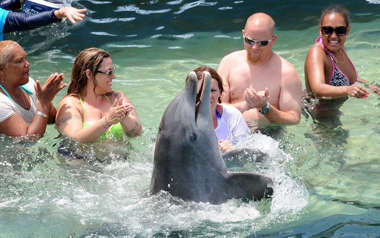 publico delfines