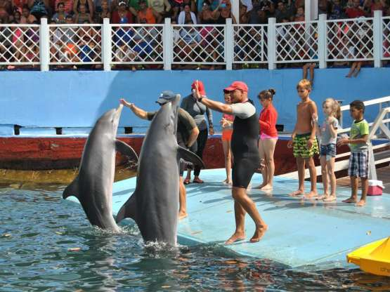 cienfuegos dolphinarium 2276 5866