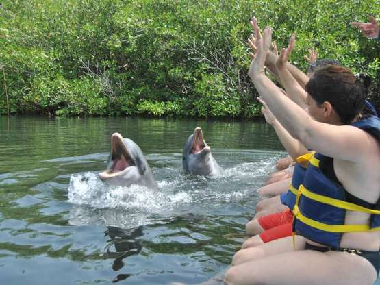 cienfuegos dolphinarium 9460 5862