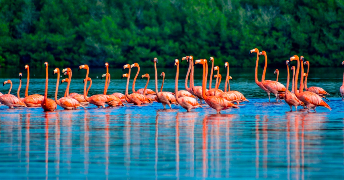 pajaros2