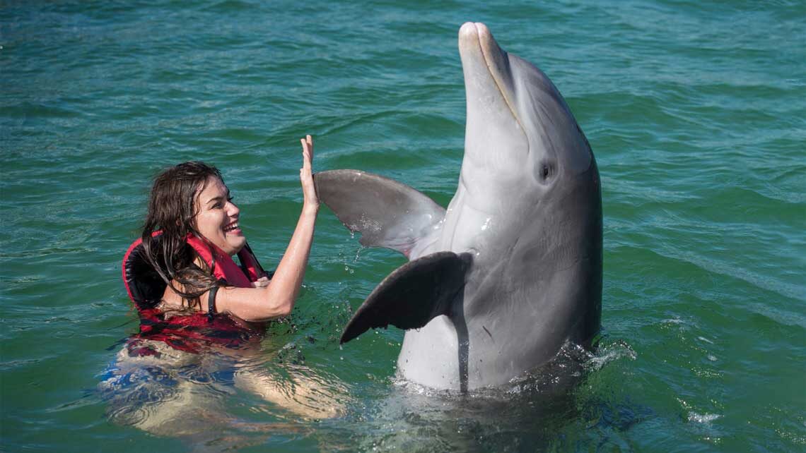 nadar con delfines en cuba 1140x642