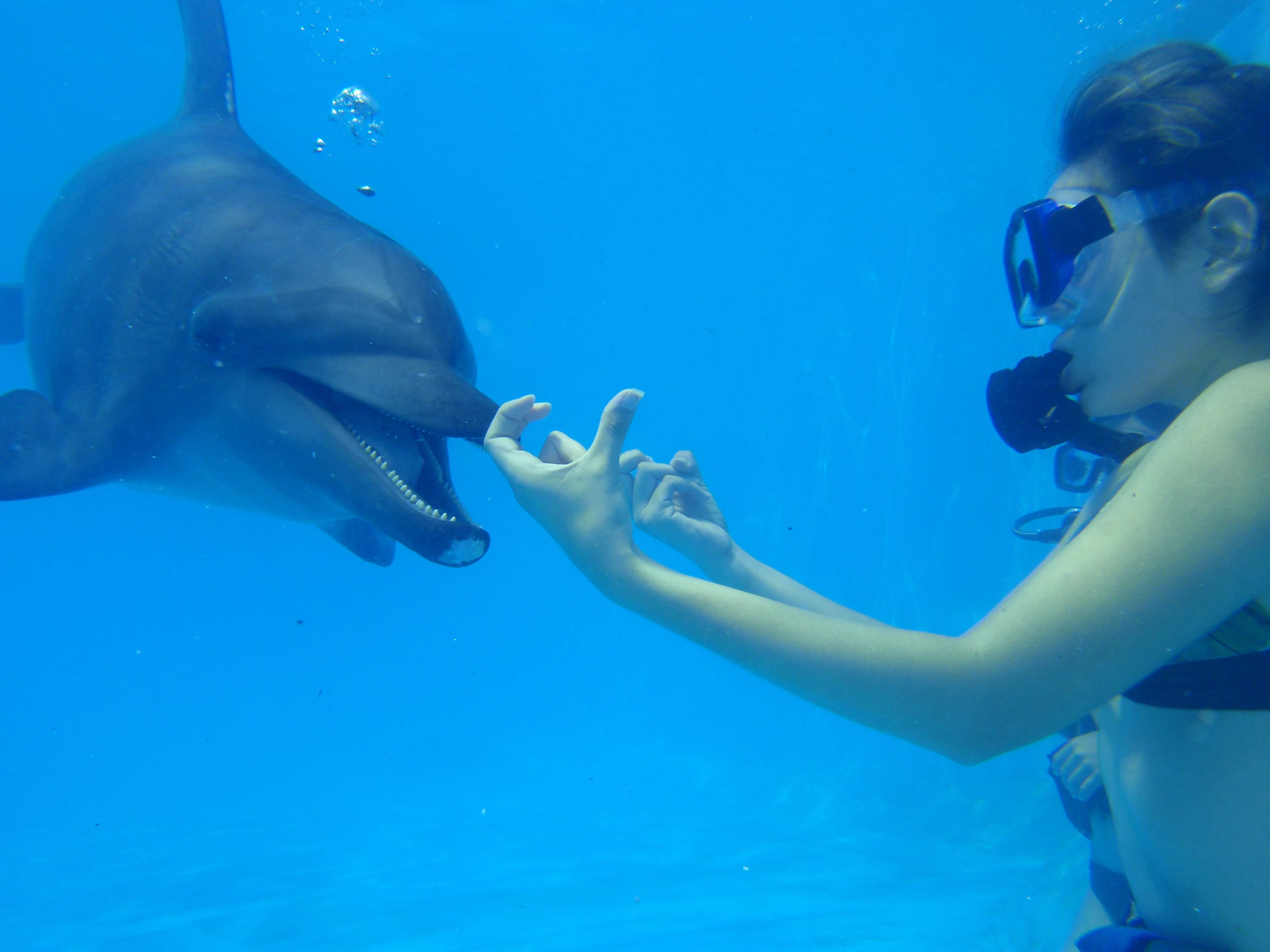 delfinesenelagua