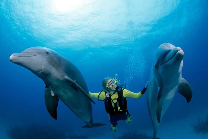 hawaii dolphin scuba with dolpins