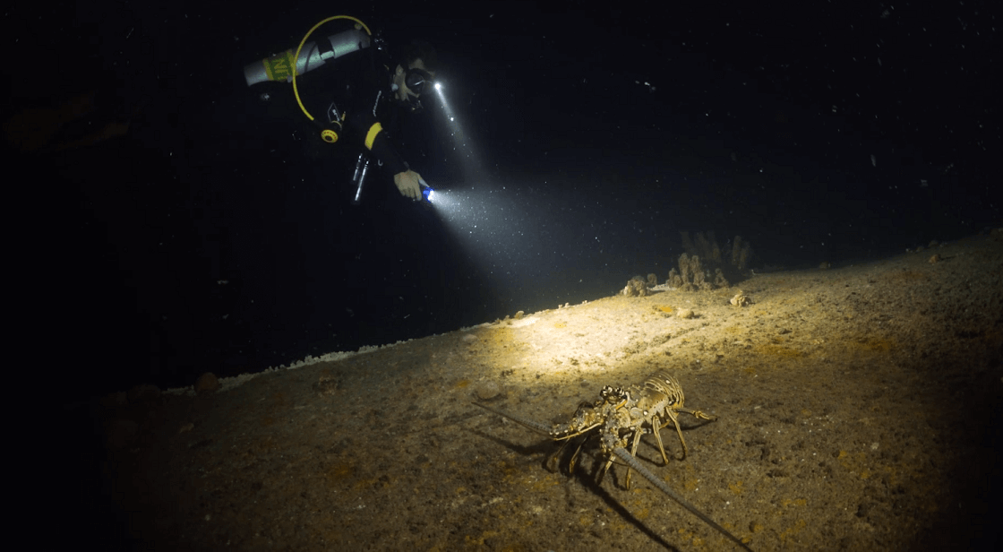night divinglobster 0 1