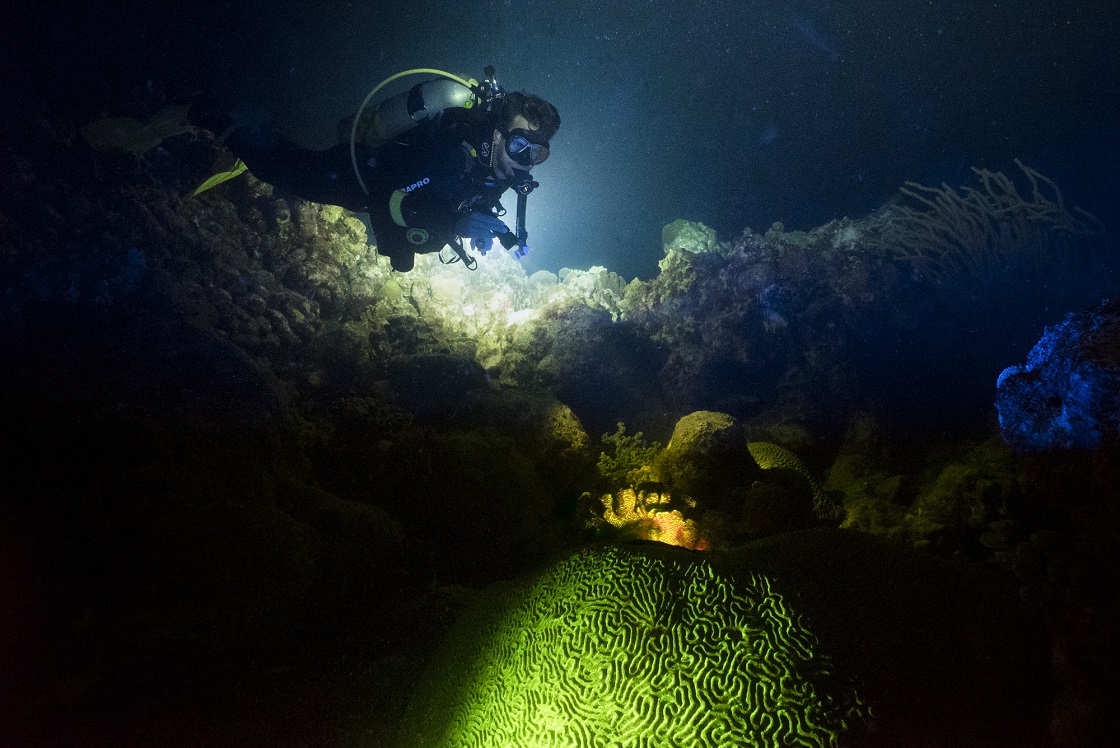 night diving 4